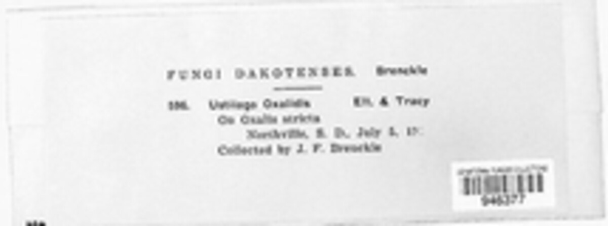 Thecaphora oxalidis image